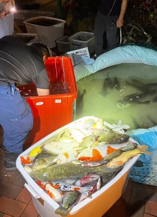 More than 100 fish were found dead.