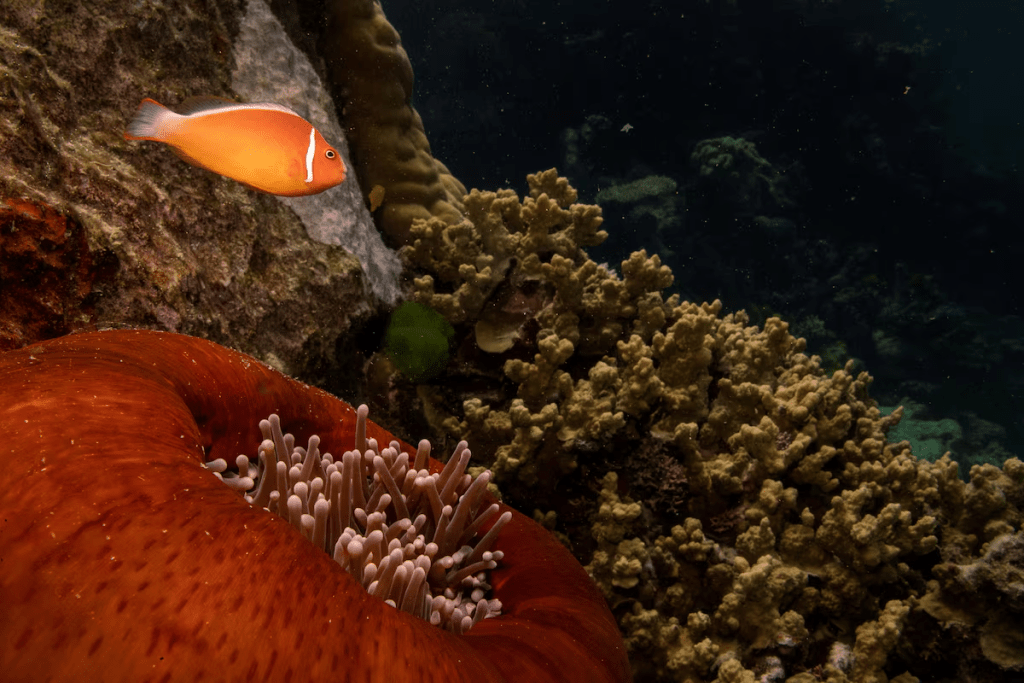 A pink anemonefish swims above a sea anemone in the Great Barrier Reef off the coast of Cairns, Australia October 25, 2019. REUTERS/Lucas Jackson