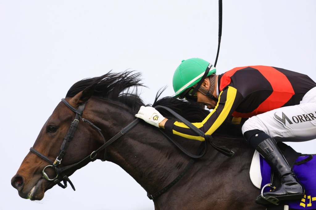 Museum Mile. Photo by Shuhei Okada, Idol Horse