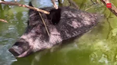 The pig in question. (Agencia de Seguridad y Emergencias Madrid 112) The pig in question. (Agencia de Seguridad y Emergencias Madrid 112)