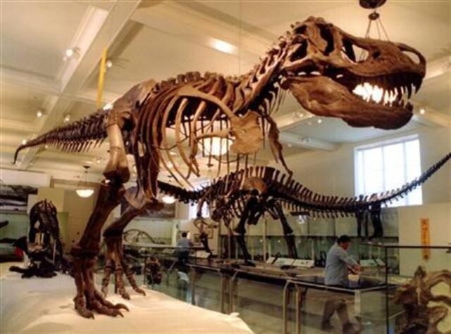 This exhibit showing Tyrannosaurus rex in a new stalking pose is part of the renovated dinosaur exhibit at the Museum of Natural History in New York. June 1, 1995. REUTERS/Mark Cardwell