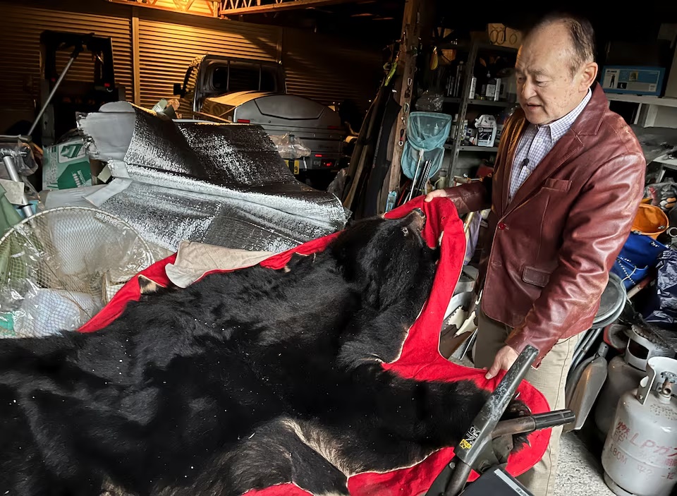 Keiji Minatoya, 68, a confectionery shop owner who was attacked by a black bear in front of the garage in his backyard on October 19, 2023, shows the pelt of a black bear inside the garage near where he was mauled, in Kitaakita, Akita Prefecture, Japan November 6, 2025. REUTERS/Tim Kelly