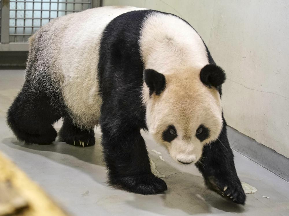 China panda experts visit Taiwan in rare point of contact(02)