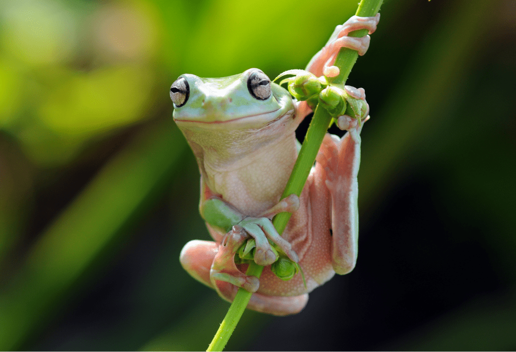 White's tree frog