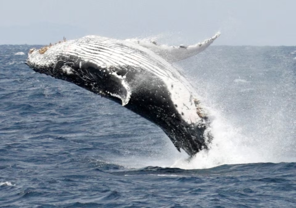 A humpback whale breaches the surface off the southern Japanese island of Okinawa February 13, 2007. REUTERS/Issei Kato/ 