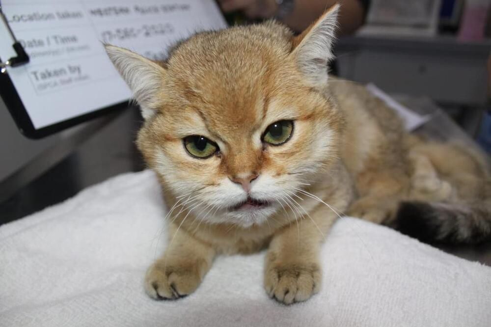 The kitten, taken care of by Society for the Prevention of Cruelty to Animals, has fully recovered. Photo by SPCA.