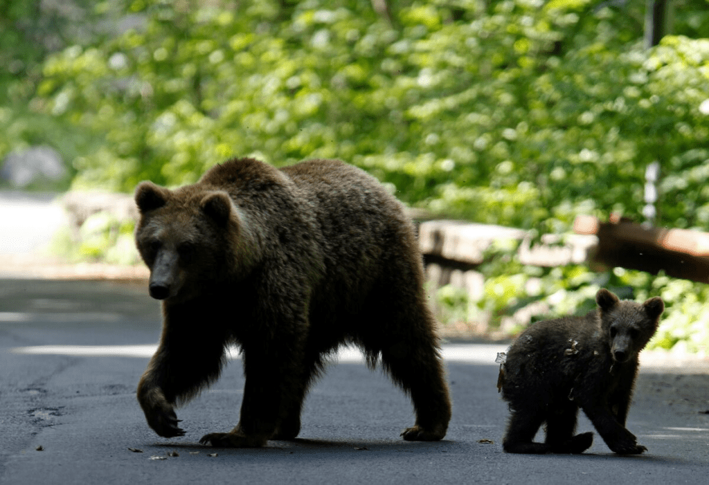 A brown bear and her cub play on the road in the outskirts of Sinaia, 140 km north of Bucharest, June 15, 2009. REUTERS/Radu Sigheti/File Photo