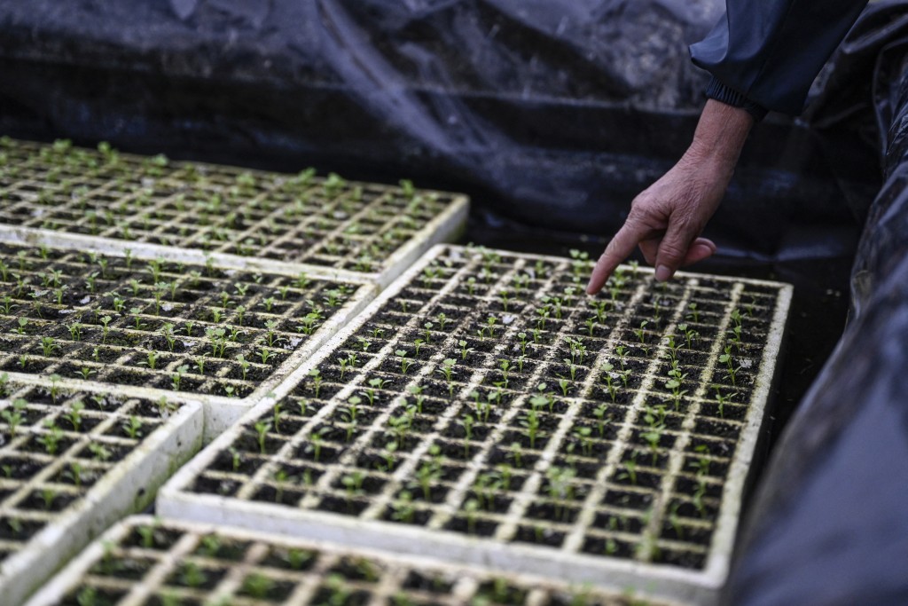 Photo by JADE GAO / AFP  This photo taken on December 16, 2025 shows Wu Dimei, mother of Li Xia, checking seedlings at a greenhouse where operations are guided remotely by Li Xia who has Duchenne muscular dystrophy, in southwestern China's Chongqing municipality.