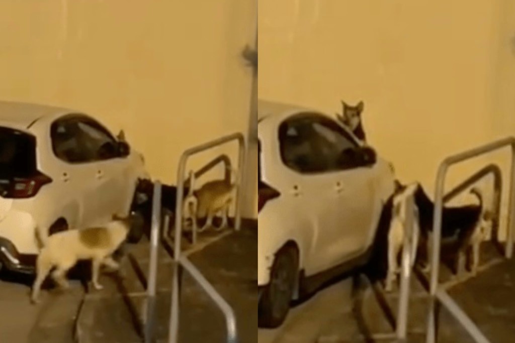 A yellow dog seen pulling the car's bumper. (Online video capture)