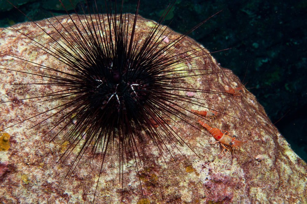 A diadem sea urchin (Diadema antillarum) at the Flower Garden Banks National Marine Sanctuary (NOAA picture) A diadem sea urchin (Diadema antillarum) at the Flower Garden Banks National Marine Sanctuary (NOAA picture)