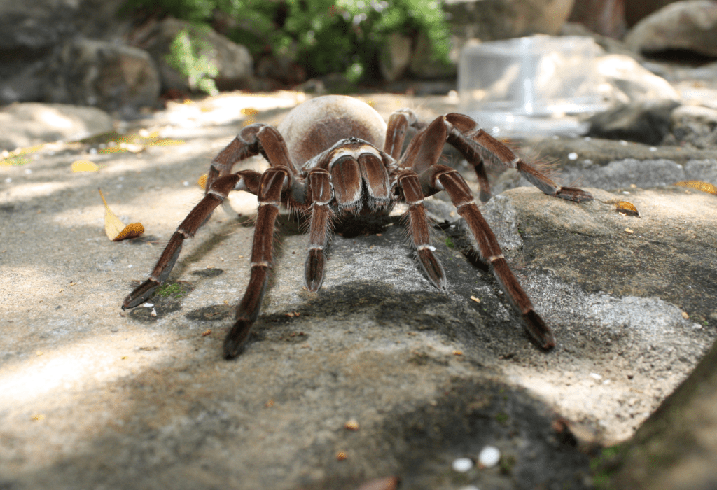 goliath birdeater