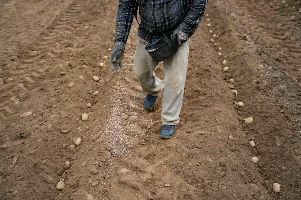 WEST JEFFERSON, NORTH CAROLINA - APRIL 24: Workers spread fertilizer after planting potatoes at Bluff View Farms on April 24, 2026 in West Jefferson, North Carolina. Many municipalities in the state are experiencing extreme drought conditions and are facing water use restrictions. Paul Hodgson, owner of the seventh generation family farm "Bluff View Farm", is being impacted by the ongoing drought as well as price increase of gas, diesel, and fertilizer. Nearly 60% of U.S. farmers say their finances are gett