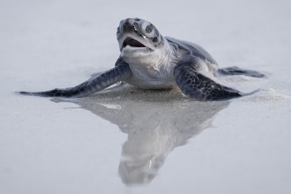 Photo by SAI AUNG MAIN / AFP  This photo taken on September 25, 2026 shows a newborn green turtle crawling across a sandy beach towards the sea after being released from a wildlife protected area on Mataking Island, Semporna, in Malaysia’s Sabah region.