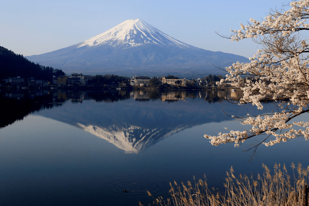 General view of cherry blossom trees with Mount Fuji in the background at Lake Kawaguchiko, Fujikawaguchiko, Japan, April 14, 2024. REUTERS/Carlos Perez Gallardo/File Photo 