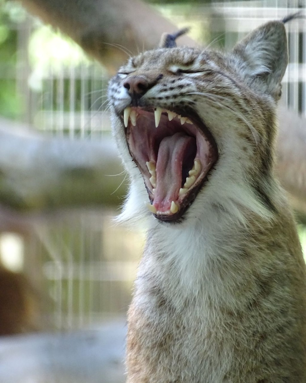 (Photo from Aalborg Zoo Facebook) (Photo from Aalborg Zoo Facebook)