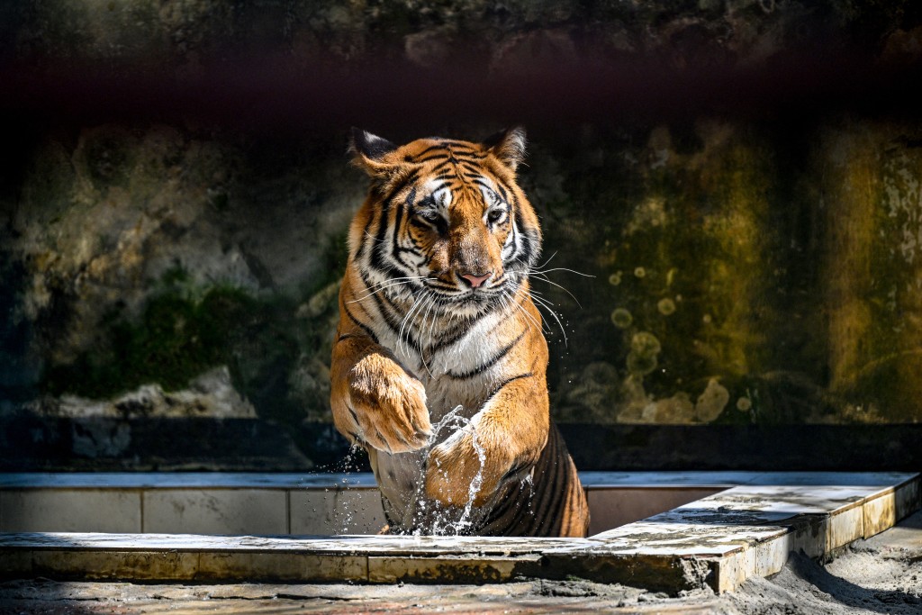 Photo by MUNIR UZ ZAMAN / AFP  This photograph taken on April 7, 2026 shows a Royal Bengal tiger cooling off from the heat inside the Bangladesh National Zoo in Dhaka.