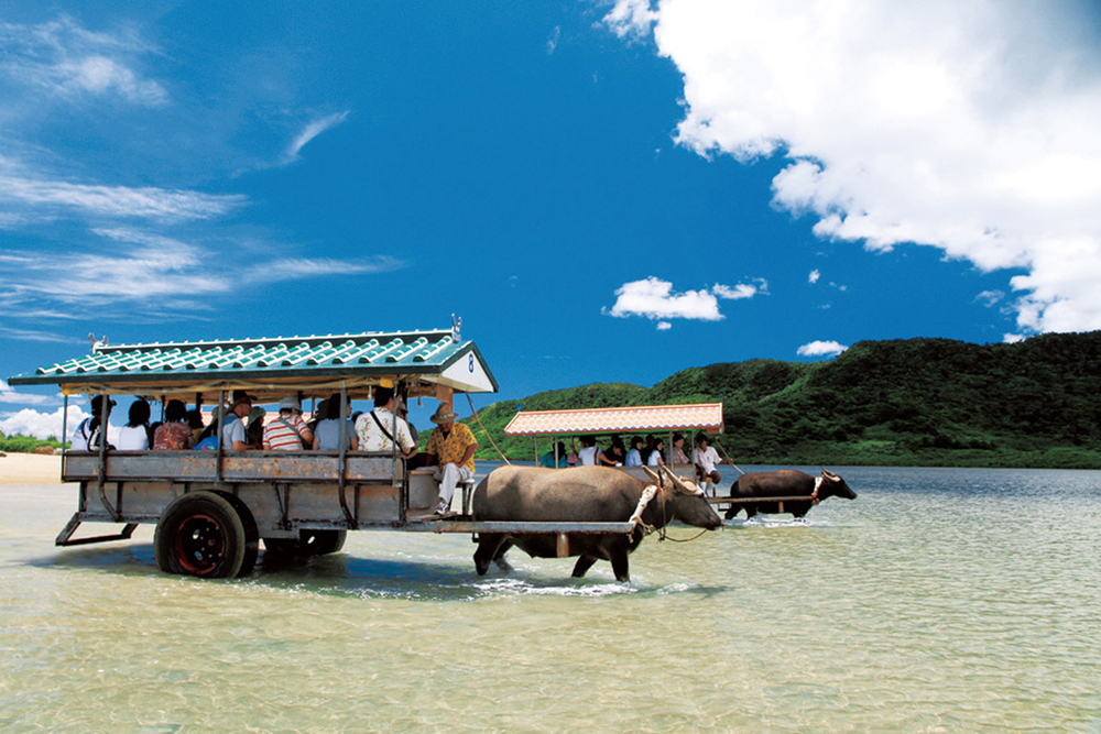 Water Buffalo Crossing