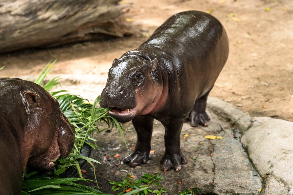 Photo by CHANAKARN LAOSARAKHAM / AFP. Moo Deng (R), a 1-year-old female pygmy hippo who became a viral internet sensation, eats birthday cake with her mother at Khao Kheow Open Zoo in Chonburi province on July 10, 2025.