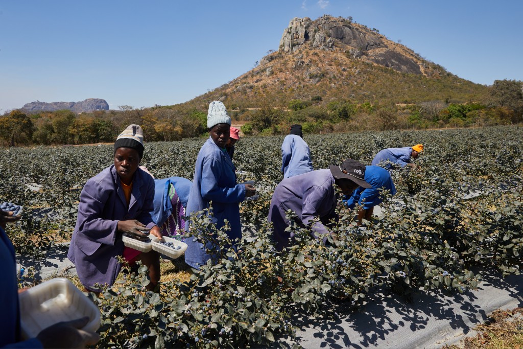 Photo by JEKESAI NJIKIZANA / AFP  Zimbabwe farm workers harvest blueberries into punnets and crates ready for export into global markets at Forrester Estates in Mvurwi, on August 20 2026.