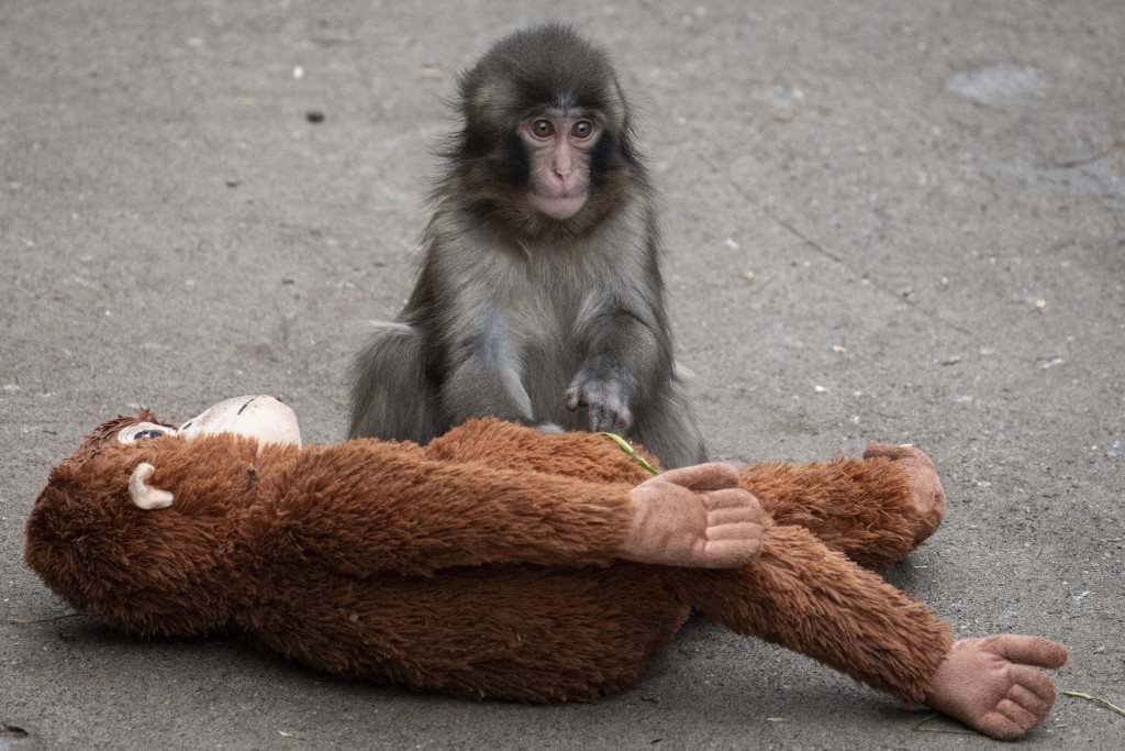 A seven month-old male Japanese macaque monkey named Punch, who was abandoned by his mother shortly after birth, sits with a stuffed orangutan toy at Ichikawa City Zoo and Botanical Gardens in Ichikawa, Chiba Prefecture on March 18, 2026. (Photo by Yuichi YAMAZAKI / AFP)