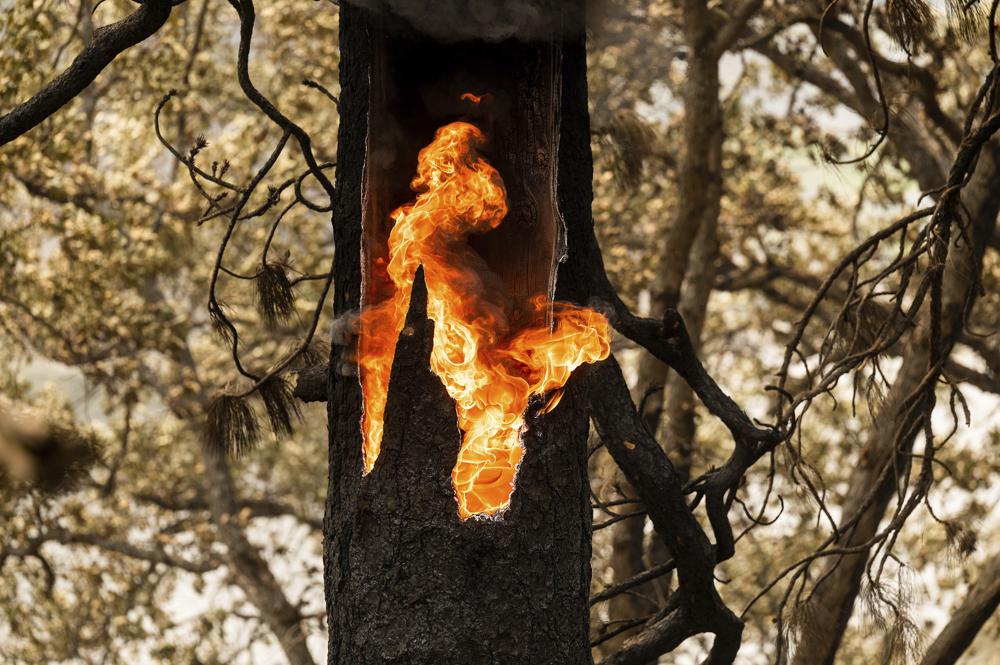 Flames burn inside a tree along Highway 96 which remains closed due to the McKinney Fire. (AP) Flames burn inside a tree along Highway 96 which remains closed due to the McKinney Fire. (AP)