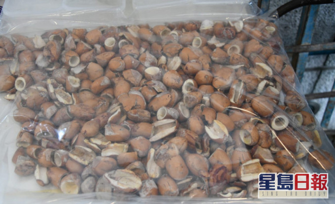 The batch of durian seeds. The batch of durian seeds.