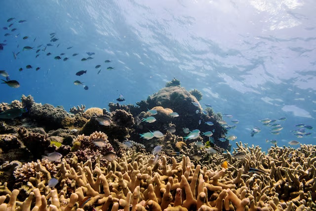 Assorted reef fish swim above a finger coral colony as it grows on the Great Barrier Reef off the coast of Cairns, Australia October 25, 2019. REUTERS/Lucas Jackson/File Photo