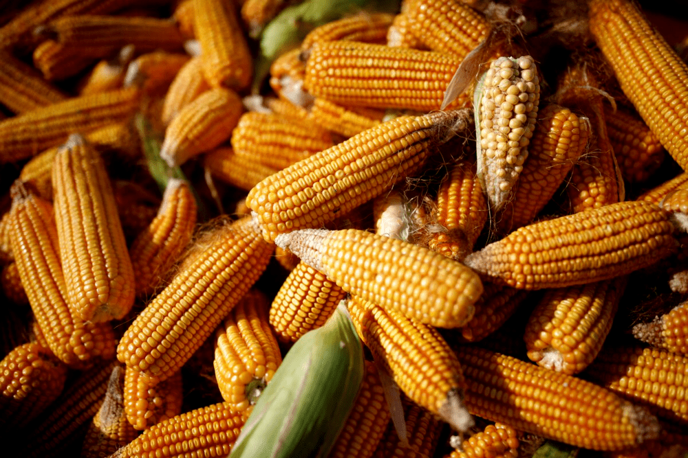 Corn is piled in the back of a vehicle in a field on the outskirts of Jiayuguan, Gansu province, China, September 28, 2020. REUTERS/Carlos Garcia Rawlins/File Photo Corn is piled in the back of a vehicle in a field on the outskirts of Jiayuguan, Gansu province, China, September 28, 2020. REUTERS/Carlos Garcia Rawlins/File Photo