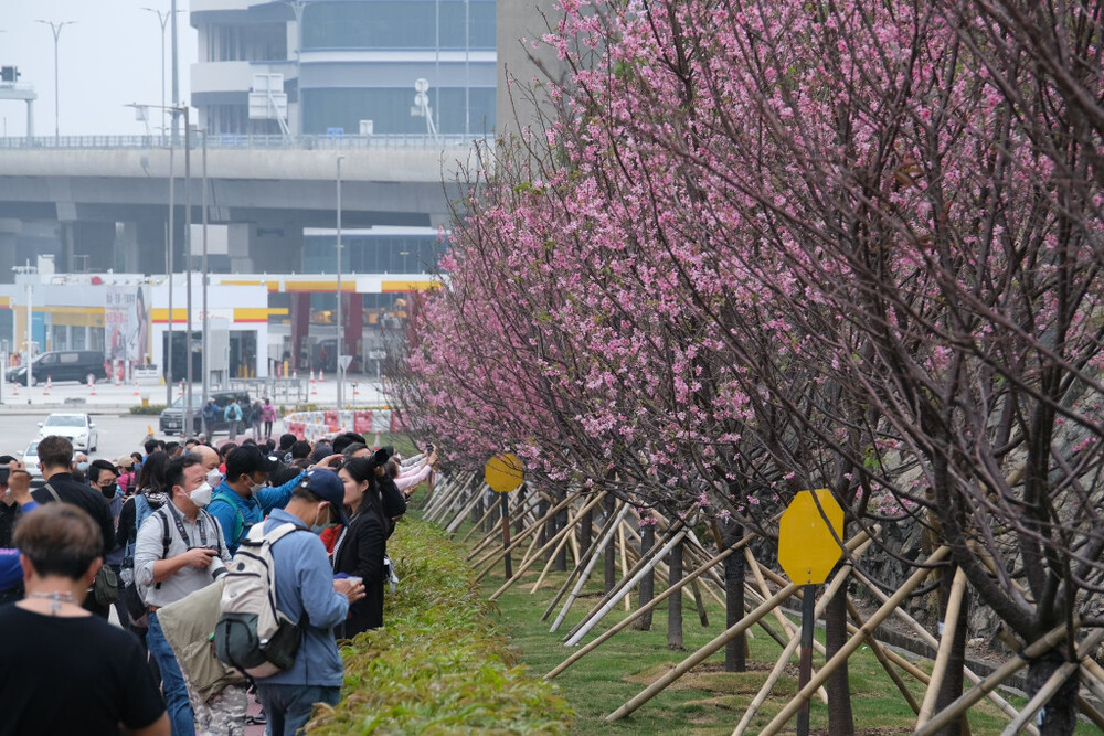 Cherry blossom trees planted by the Airport Authority along Chek Lap Kok South Road.