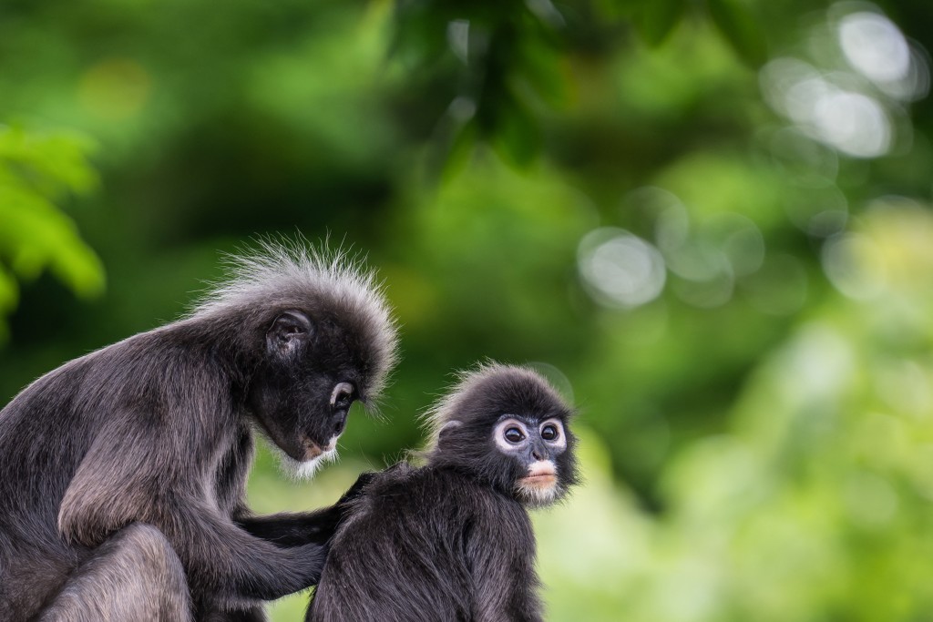 Photo by MOHD RASFAN / AFP  This picture taken on April 9, 2026 shows two dusky langurs called "Kim" (L) and "Sunny" (R), named by the Langur Project Penang (LPP), at a playground near a residential area in the Tanjung Bungah area of George Town on Malaysia's Penang Island.