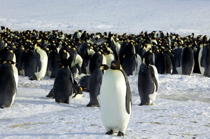 Emperor penguins are seen in Dumont d'Urville, Antarctica April 10, 2012. REUTERS/Martin Passingham/File Photo