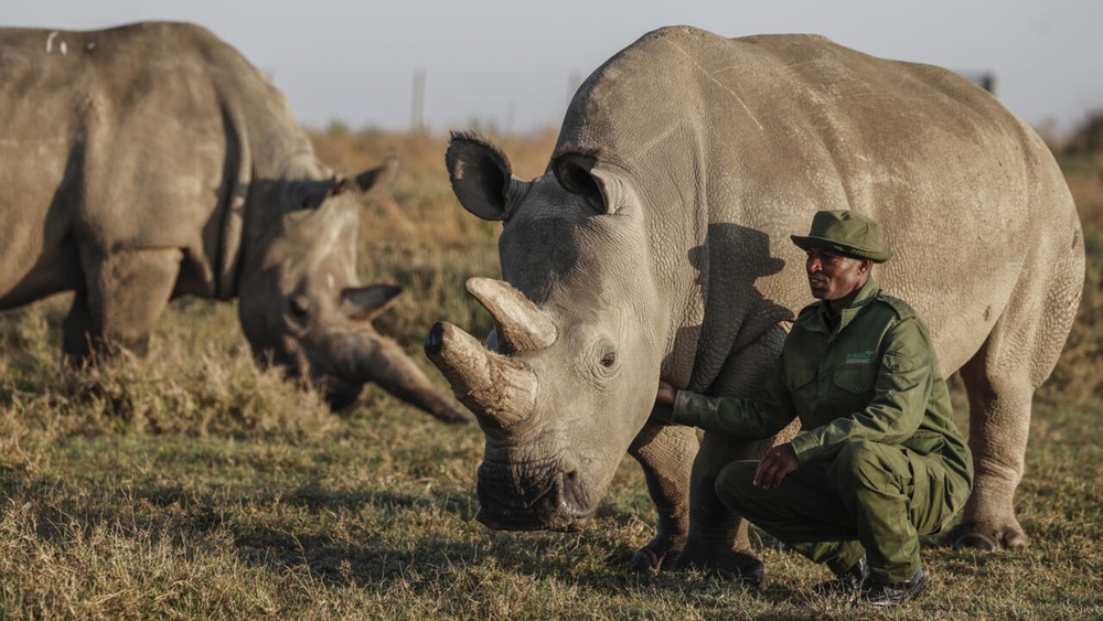 Fatu, right, and her mother Najin are the only northern white rhinos left on the planet © SIMON MAINA / AFP Fatu, right, and her mother Najin are the only northern white rhinos left on the planet © SIMON MAINA / AFP