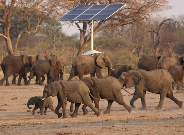 A group of elephants walk near a solar panel at a watering hole inside Hwange National Park, in Zimbabwe, October 23, 2019. REUTERS/Philimon Bulawayo/File Photo
