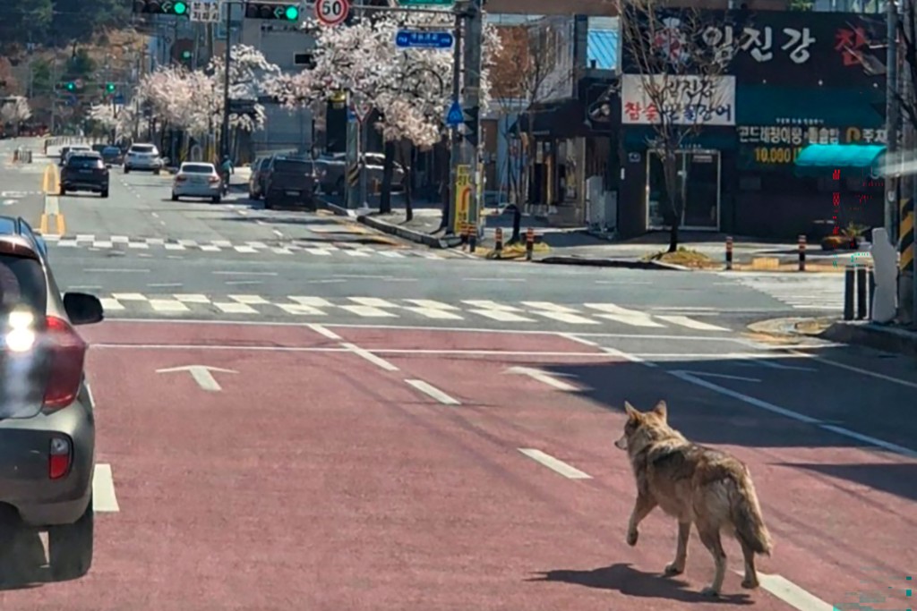 Photo by - / YONHAP / AFP  This picture taken and released on April 8, 2026 by Daejeon Fire Headquarters via Yonhap shows a wolf that escaped from a zoo walking on a road in Daejeon.