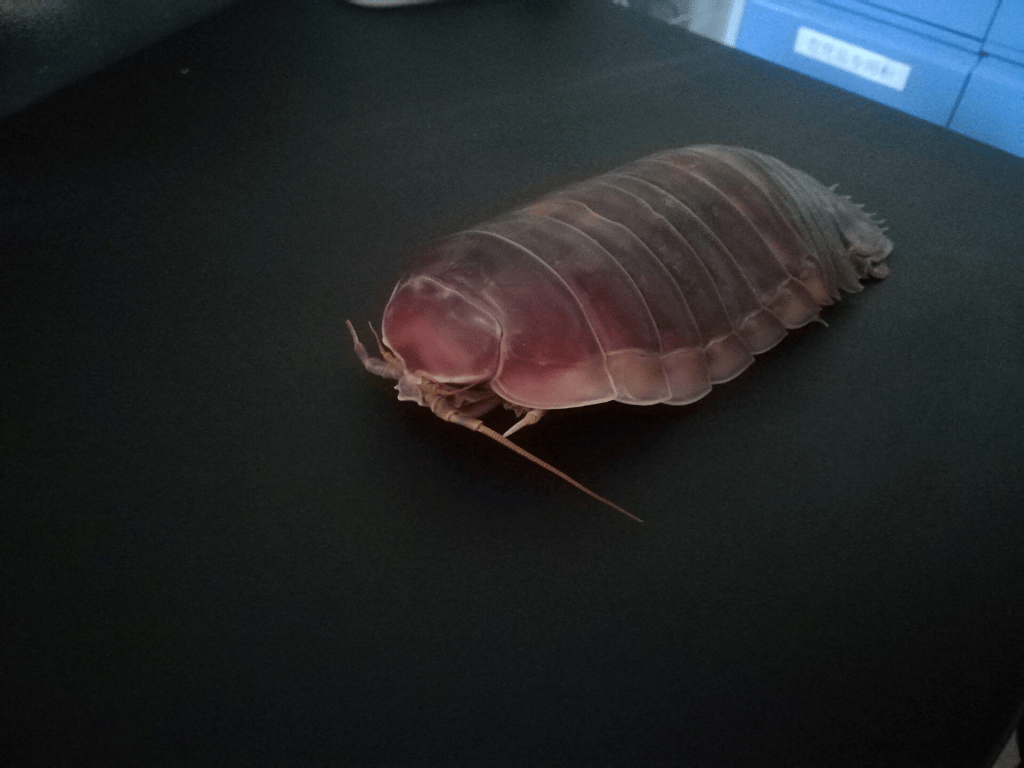 The deep-sea isopod Bathynomus jamesi is seen in this photograph taken in the laboratory of the Institute of Oceanology, Chinese Academy of Science, in Qingdao, China, on October 12, 2020. Jianbo Yuan/Handout via REUTERS