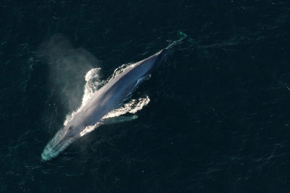 A blue whale surfaces to breathe in an undated picture from the U.S. National Oceanic and Atmospheric Administration (NOAA). NOAA/Handout via Reuters A blue whale surfaces to breathe in an undated picture from the U.S. National Oceanic and Atmospheric Administration (NOAA). NOAA/Handout via Reuters