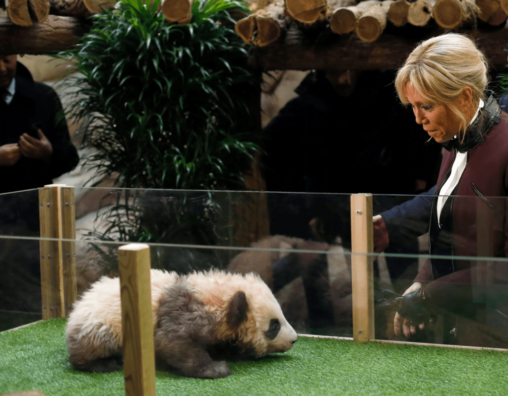 3 of 5 | French First lady Brigitte Macron attends a naming ceremony of the panda born at the Beauval Zoo, in Saint-Aignan-sur-Cher, France, on Dec. 4, 2017. (AP Photo/Thibault Camus, Pool, File)