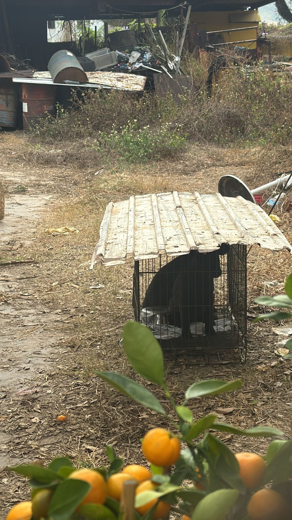 Two puppies were trapped inside a tiny metal cage (Source: North District Councillor Lau Chun-hoi)