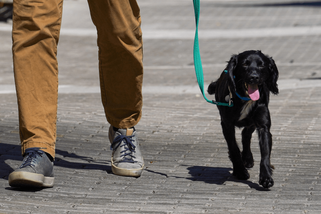 Black cocker spaniel called Harriet out on a walk with Centre Manager of Battersea Dogs and Cats Home, Steve Craddock, in London, Britain August 10, 2022. REUTERS/Maja Smiejkowska