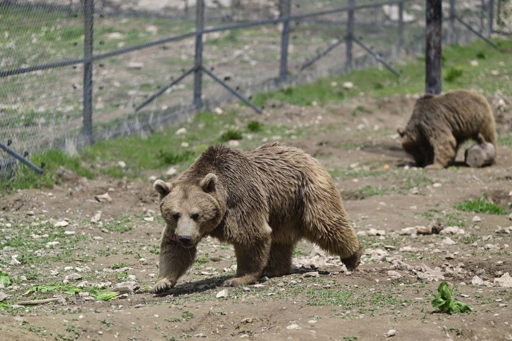 Bears, who were rescued from captivity, are seen in an enclosure at the Foundation for the Preservation of Wildlife and Cultural Assets (FPWC) - an Armenian-based charity that spearheads the rescue efforts and operates a rehaibilitation centre for the animals, in Armenia's highlands near the village of Urtsadzor, 68km from Yerevan, on April 21, 2026. (Photo by KAREN MINASYAN / AFP)