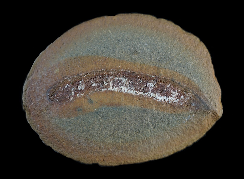 Photo by ARJAN MANN / FIELD MUSEUM / AFP  This undated image courtesy of The Field Museum shows an Embolomere fossil.