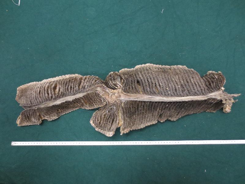 The manta ray gill plates were in an air consignment declared as dried fish gills. The manta ray gill plates were in an air consignment declared as dried fish gills.