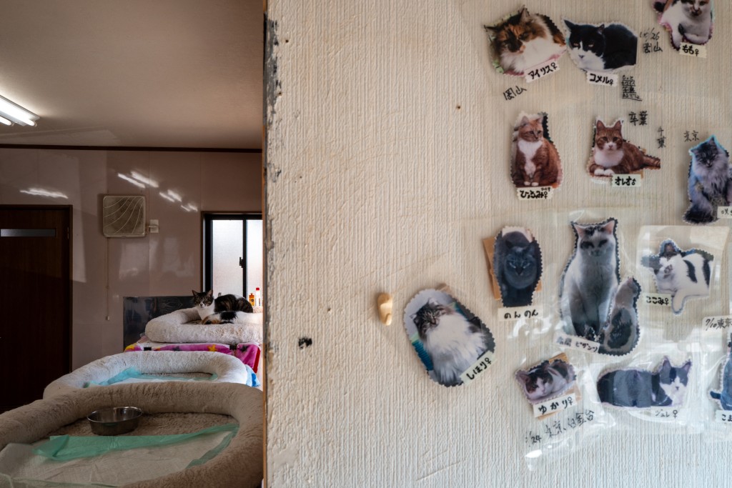 Photo by PHILIP FONG / AFP  This picture taken on March 5, 2026 shows a cat lying on a cushion at the animal shelter of former nuclear plant worker Toru Akama, in Namie, Fukushima prefecture.