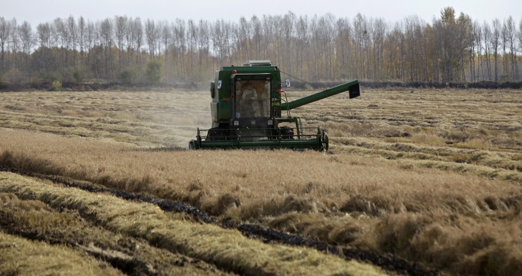 A farmer drives a harvester to reap through a corn field in Suibin state farm, Heilongjiang province in this October 16, 2012 file photo. REUTERS/David Stanway