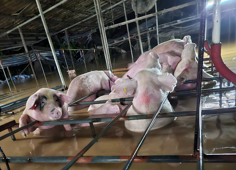 Farmer loses 100 pigs worth over HK$1m to flooding in Northern District