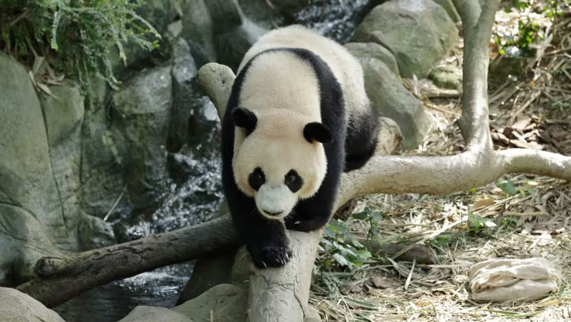 Singapore’s first giant panda cub will make the journey back to China in January 2024 to join the conservation programme for his species. (Photo: Mandai Wildlife Group) Singapore’s first giant panda cub will make the journey back to China in January 2024 to join the conservation programme for his species. (Photo: Mandai Wildlife Group)