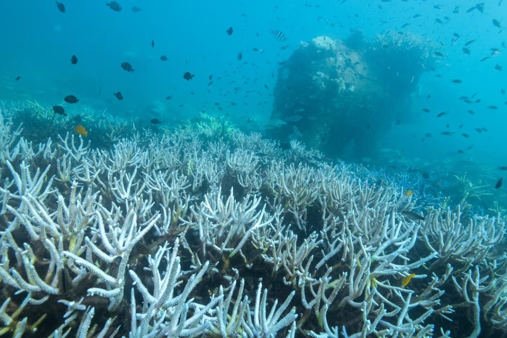 Bleached corals are seen near a bull statue in a reef in Koh Mak, Trat province, Thailand, May 8, 2024. REUTERS/Napat Wesshasartar/File Photo