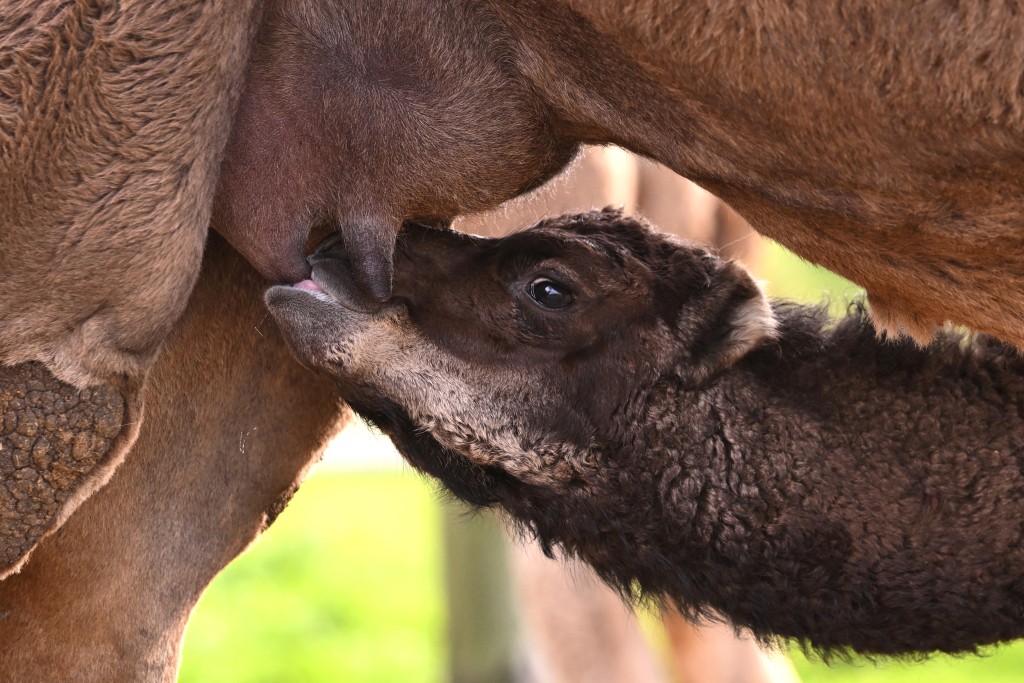 Photo by WILLIAM WEST / AFP  A photo taken on July 3, 2026 shows a young camel suckling from it's mother on a farm called Humpalicious on the outskirts of the South Australian town of Robe.