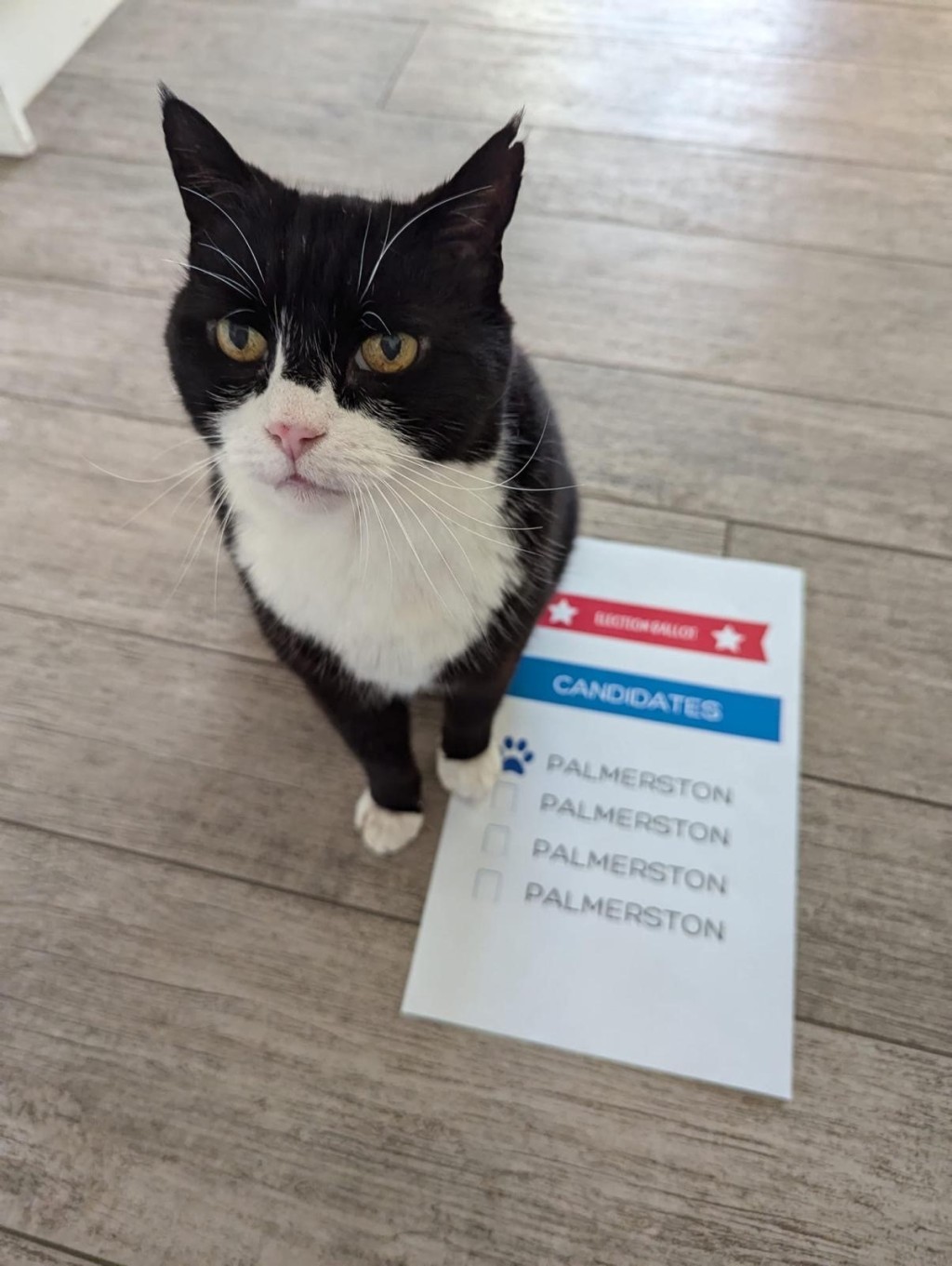 Ｘ@DiploMog