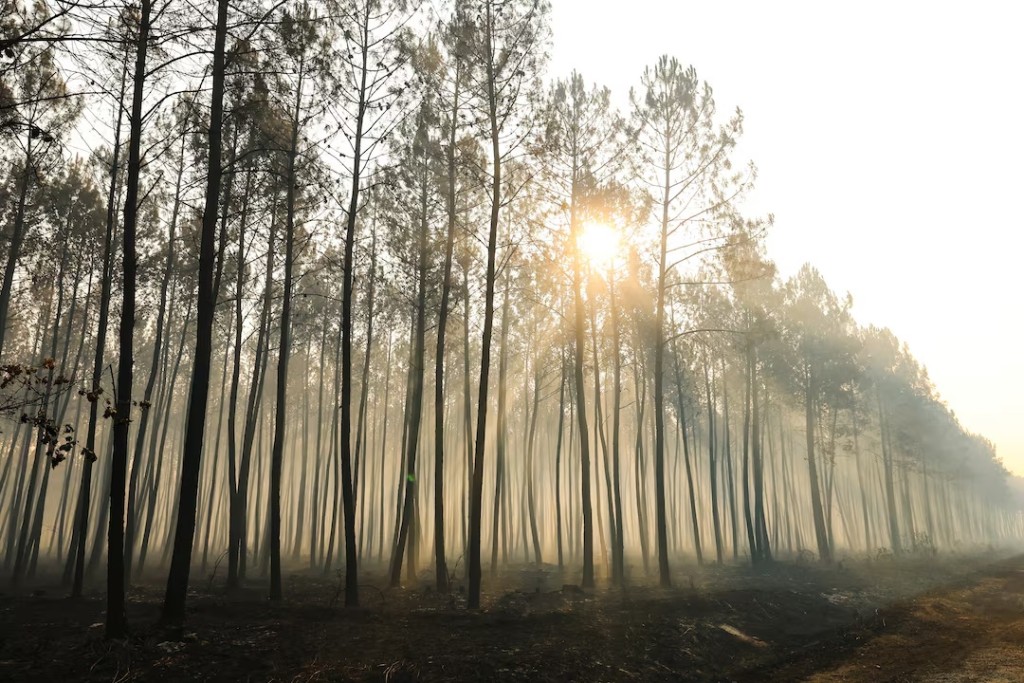  Charred trees, amid drought conditions following a heatwave and water shortages across much of France, near Le Temple, Gironde, France, July 29, 2026. REUTERS/Yves Herman